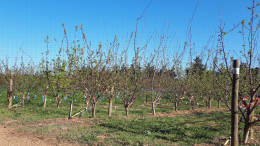 Evaluation de la sensibilité variétale aux bioagresseurs de différentes variétés d'abricot